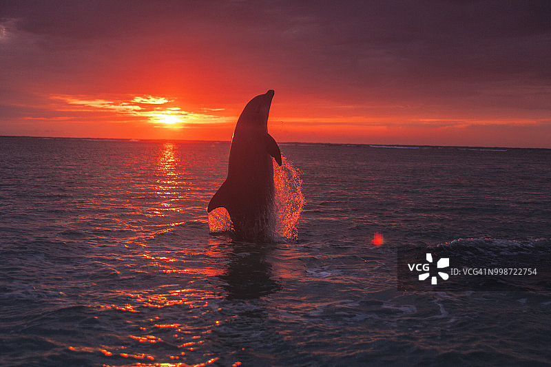 加勒比海日落时分跳跃的宽吻海豚图片素材
