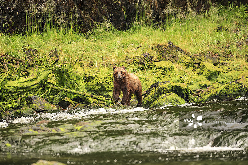 在同加斯国家森林公园小溪中捕捞产卵鲑鱼的棕熊幼崽图片素材