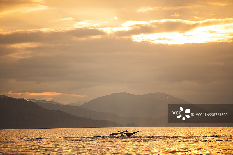 座头鲸（Megaptera novaeangliae）摆尾，美国阿拉斯加州查塔姆海峡内湾航道图片素材