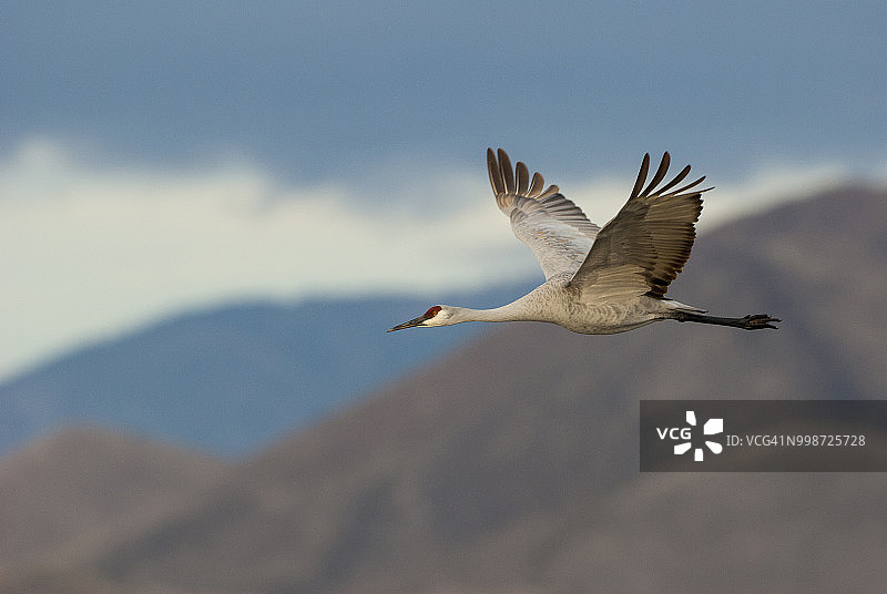 飞翔的沙丘鹤，美国新墨西哥州博斯克德尔阿帕奇国家野生动物保护区图片素材