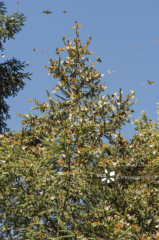 墨西哥埃尔罗萨里奥蝴蝶保护区帝王蝶群图片素材