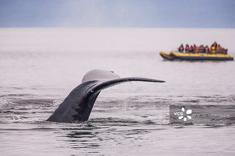 座头鲸（Megaptera novaeangliae）拍尾，背景是观鲸者，内通道，阿拉斯加，美国图片素材