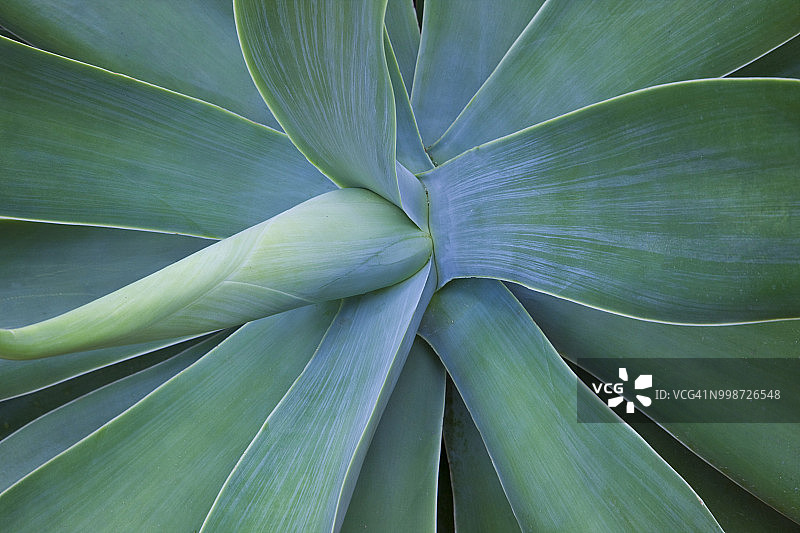 龙舌兰叶的特写图片素材