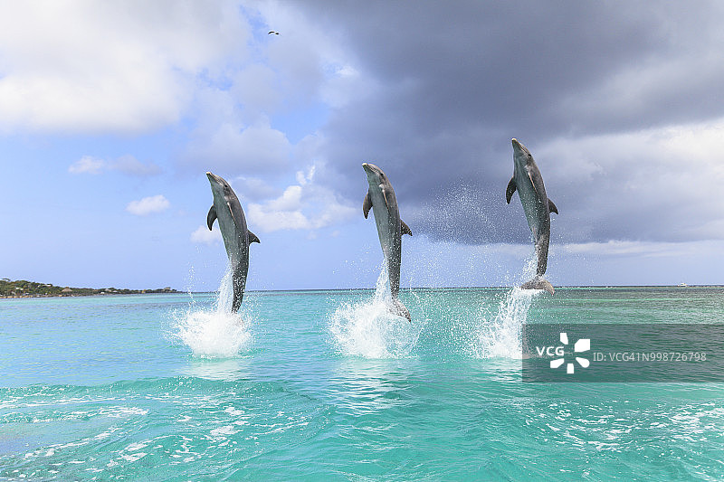 加勒比海海豚跳跃图片素材