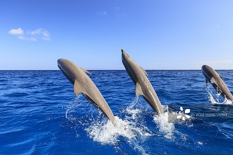 加勒比海海豚跳跃图片素材