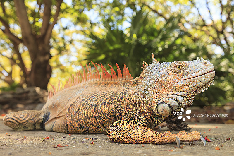 洪都拉斯罗阿坦岛的绿鬣蜥图片素材