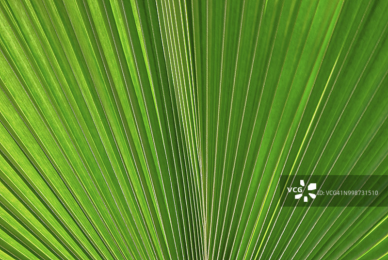 扇叶棕榈叶图片素材