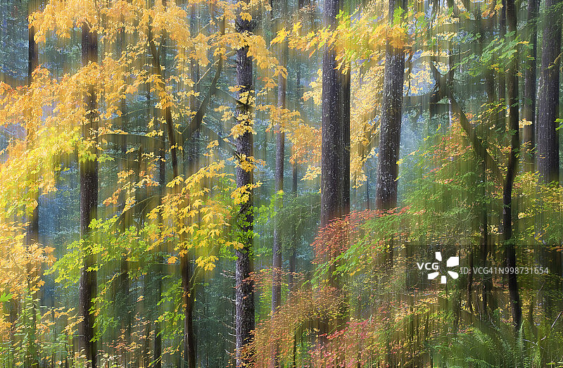 秋季的葡萄枫和阔叶枫，美国俄勒冈州银瀑州立公园图片素材