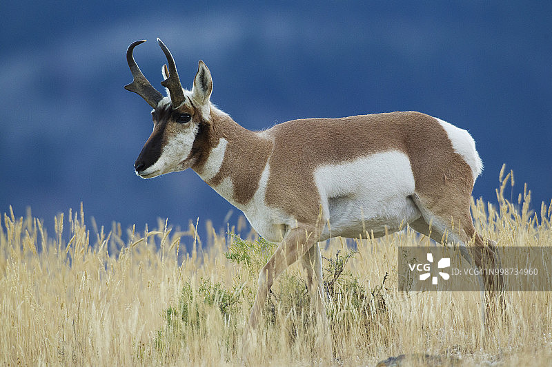 美洲叉角羚，美国怀俄明州黄石国家公园图片素材