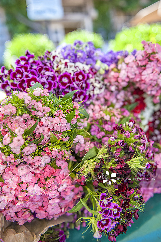 市场上的香石竹花（Dianthus Barbatus），翁弗勒尔，诺曼底，法国图片素材