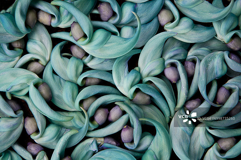 翡翠葛（Strongylodon macrobotrys）的落花图片素材