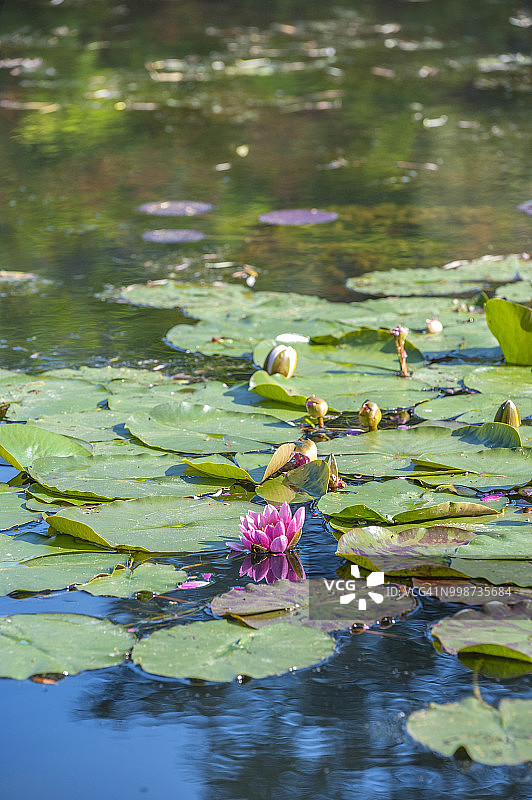 法国诺曼底吉维尼小镇莫奈花园春景图片素材