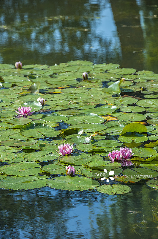 法国诺曼底吉维尼小镇莫奈花园春景图片素材