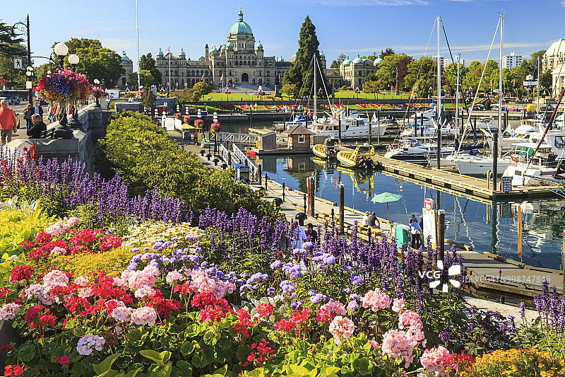 加拿大不列颠哥伦比亚省维多利亚市议会大厦的夏日鲜花图片素材