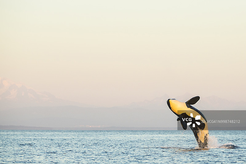 在加拿大不列颠哥伦比亚省海湾群岛和美国华盛顿州圣胡安群岛之间的边界通道中跃出水面的虎鲸图片素材