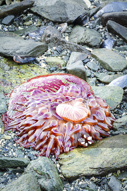 圣诞银莲花在阿拉斯加美国海滩的退潮时开放伸展图片素材