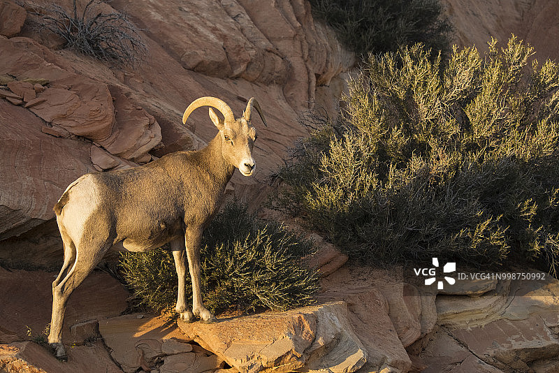 美国犹他州锡安国家公园：阳光下栖息在红色岩石上的母盘羊图片素材