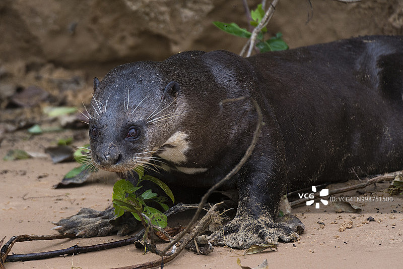 巴西马托格罗索潘塔纳尔湿地的巨獭特写图片素材