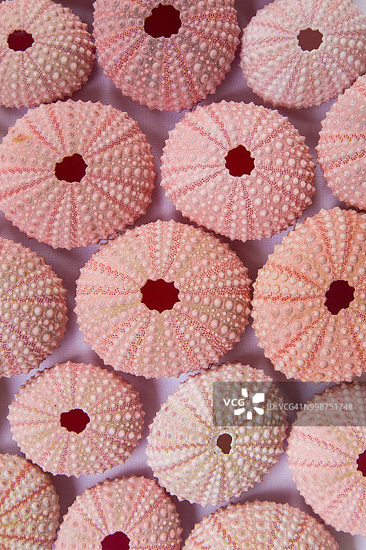 干燥的海胆骨骼图片素材