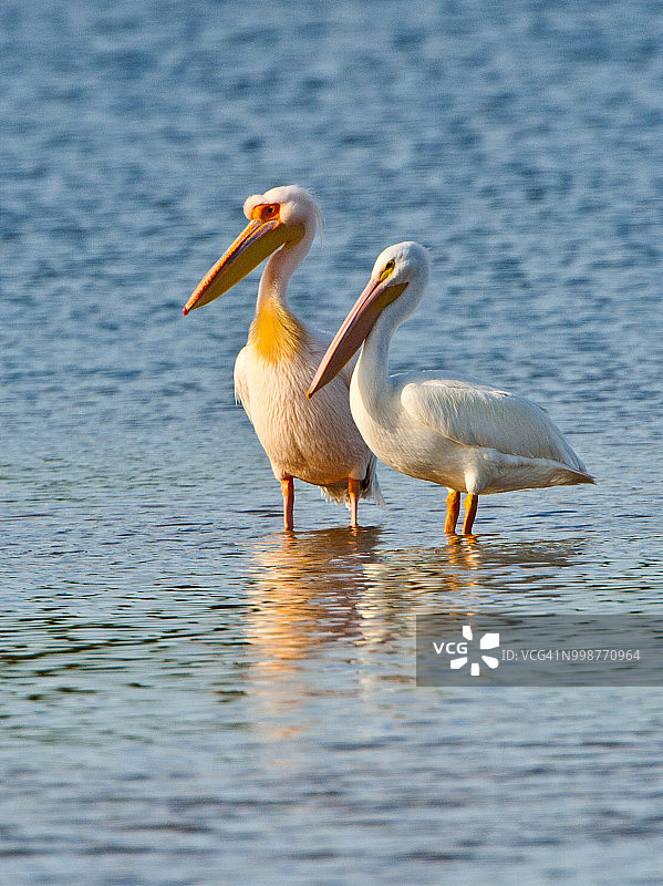 大白非洲鹈鹕与美洲白鹈鹕图片素材