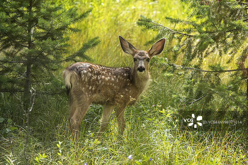 美国科罗拉多州派克国家森林的黑尾鹿幼鹿图片素材
