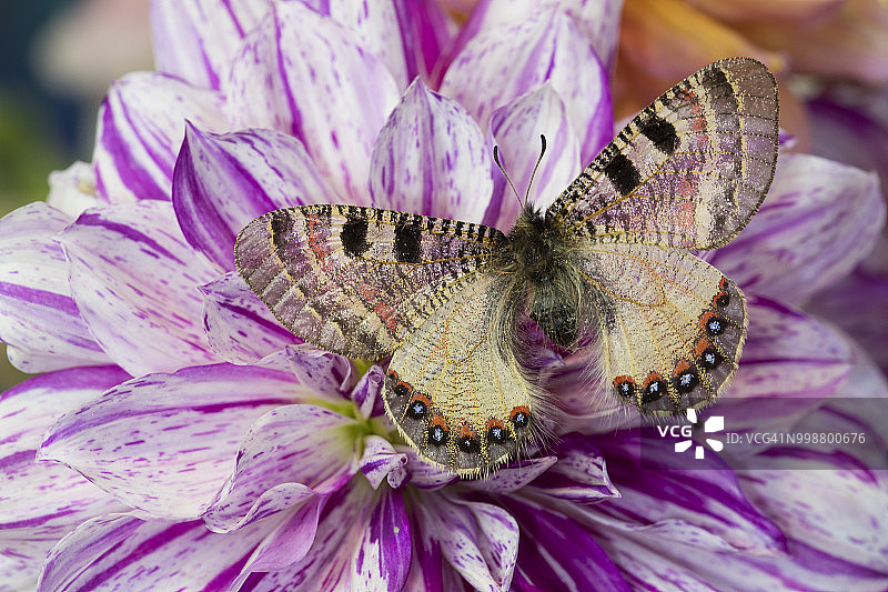 阿波罗绢蝶停留在粉白色大丽花上，美国华盛顿州萨马米什图片素材