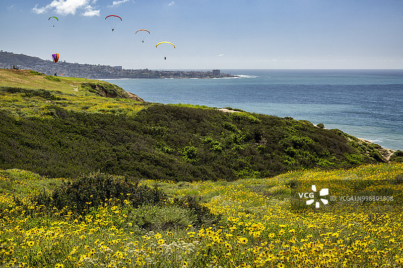 托里松树滑翔机港，美国加利福尼亚州拉霍亚春日里的野花和滑翔伞图片素材