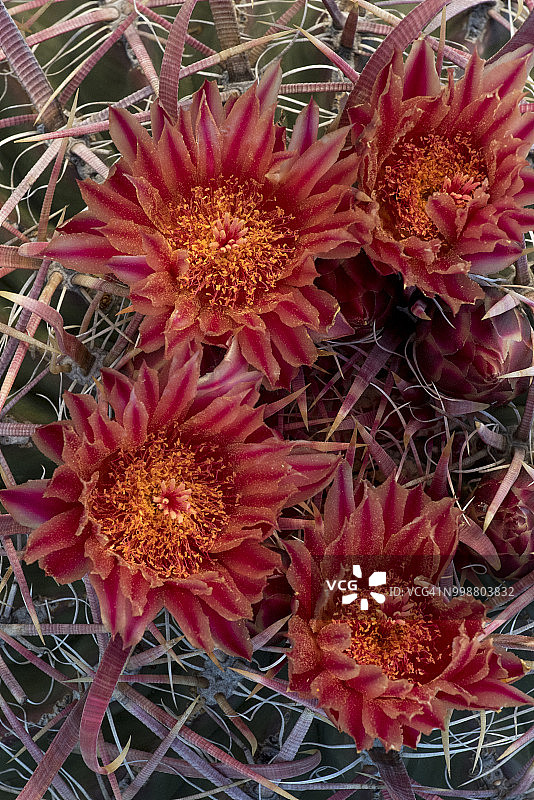 开花的红刺桶状仙人掌，墨西哥下加利福尼亚图片素材