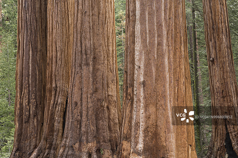 美国加利福尼亚州红杉国家公园的红杉树图片素材