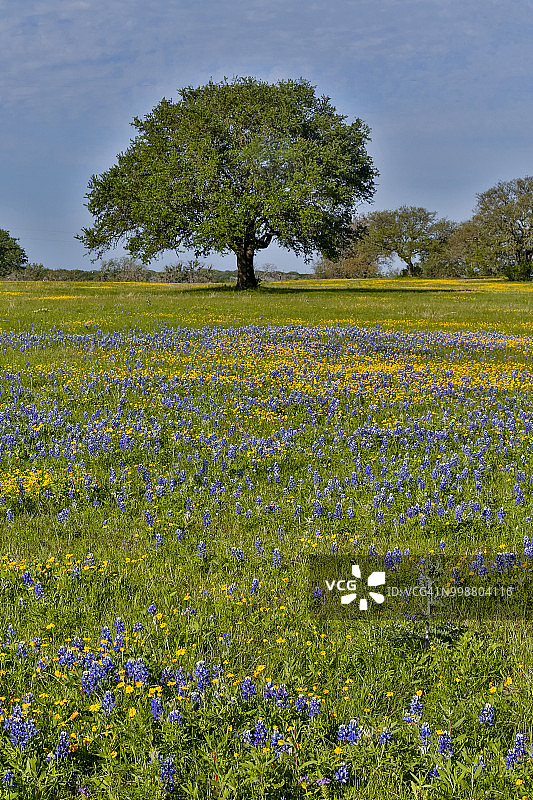 德克萨斯州伯内特，德克萨斯丘陵地带春天田野里的野花和蓝色帽子图片素材