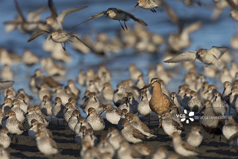 华盛顿州格雷斯港的长嘴鹬，周围环绕着西方沙锥和一只黑腹滨鹬图片素材
