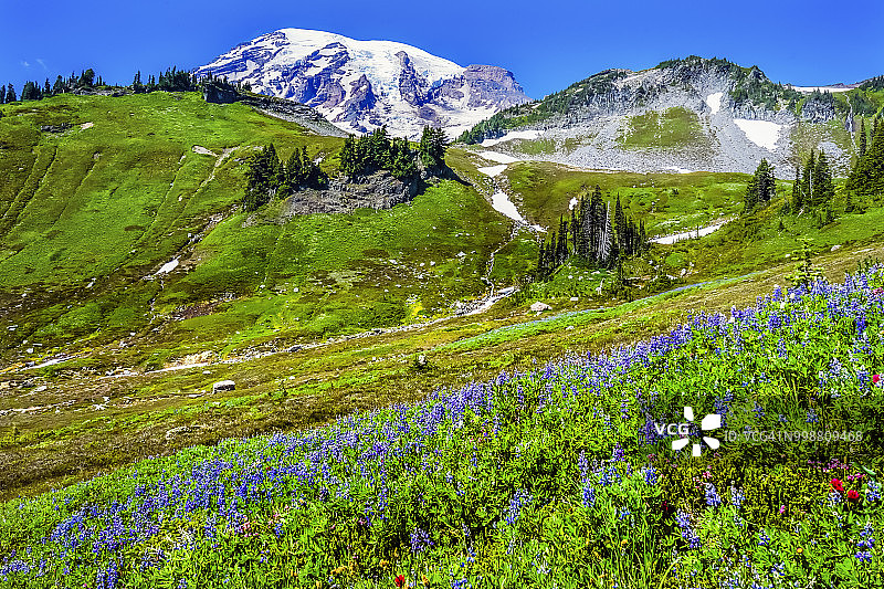 蓝羽扇豆和印第安画笔野花，华盛顿州雷尼尔山国家公园图片素材