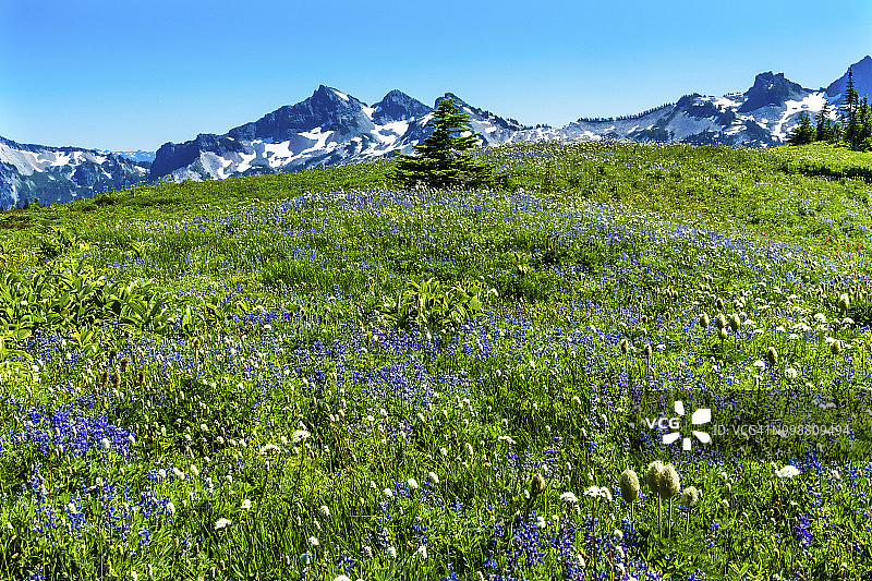 美国蓼与羽扇豆野花图片素材