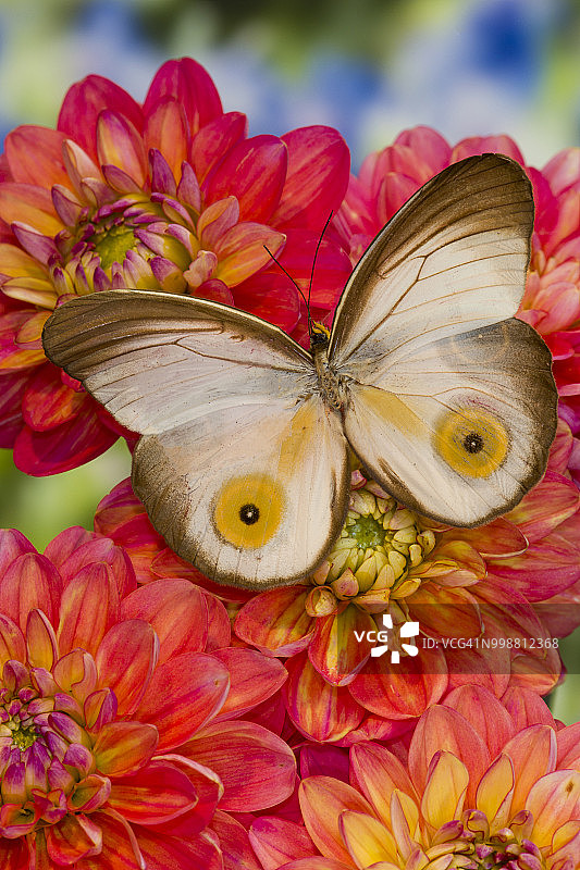 大丽花上的泰纳瑞斯大眼蝶，美国华盛顿州图片素材