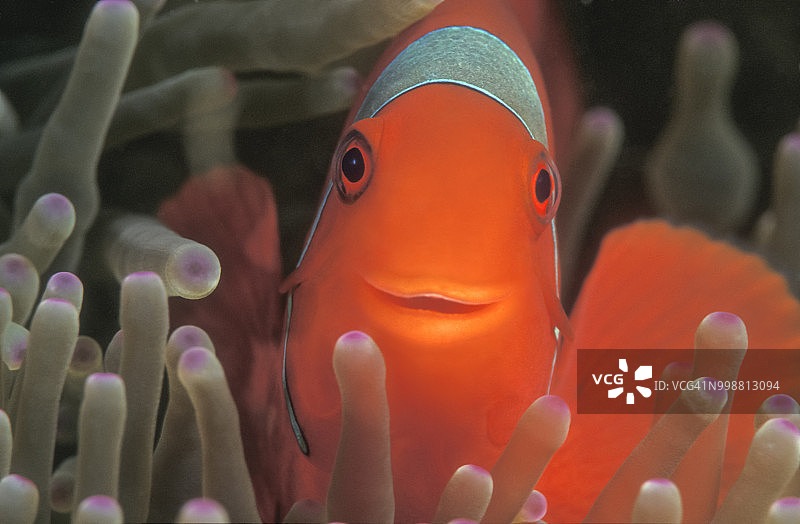 海葵鱼（双带刺盖鱼）在海葵中微笑图片素材