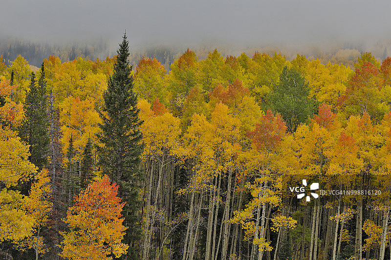 美国科罗拉多州山脊附近，俄亥俄通道秋色中的白杨树清晨雾景图片素材