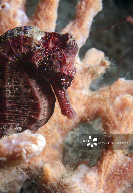 线纹海马特写，美国佛罗里达州佛罗里达湾，大沼泽地国家公园图片素材