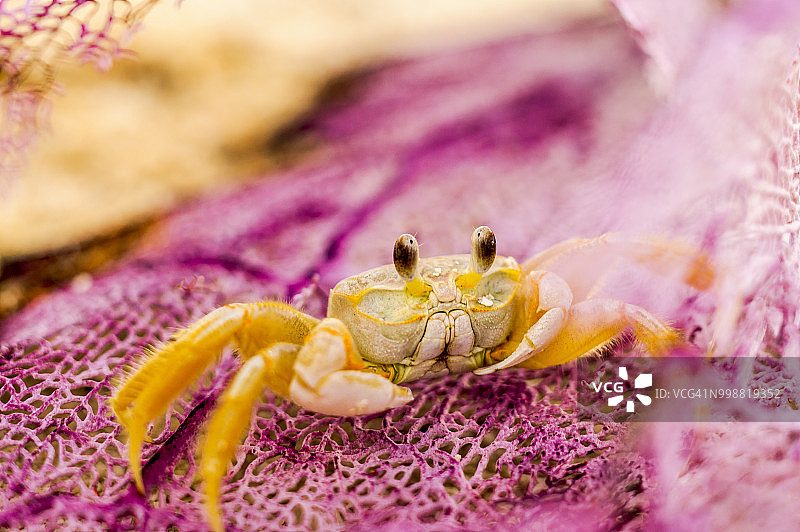 隐身沙蟹（近杰斐逊堡，干龟国家公园，基韦斯特南部），佛罗里达州，美国图片素材