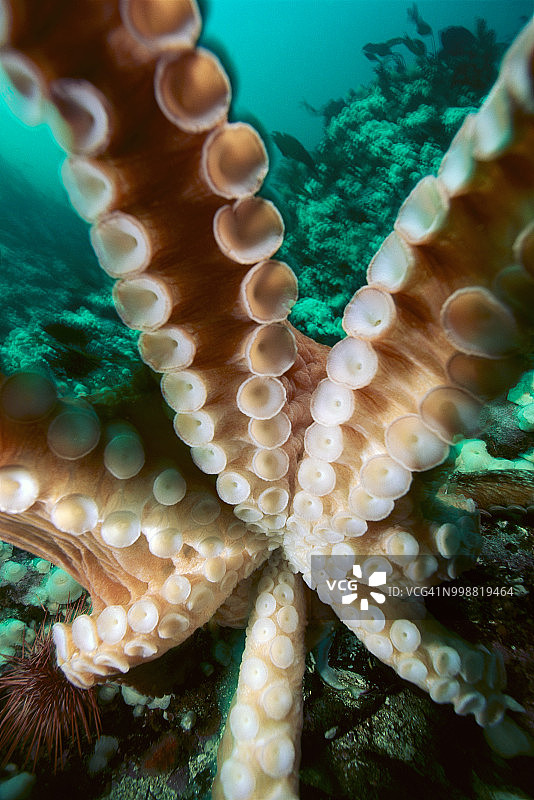 巨型太平洋章鱼探索相机，加拿大不列颠哥伦比亚省温哥华岛图片素材