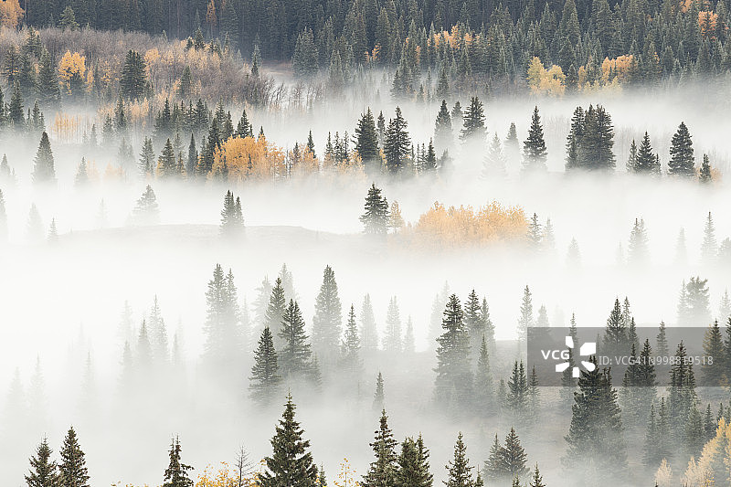 美国科罗拉多州圣胡安国家森林的雾气笼罩的山区森林图片素材