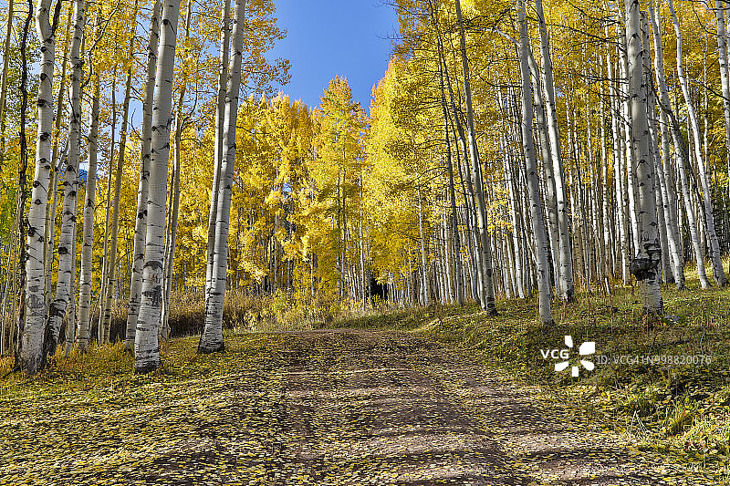 美国科罗拉多州Kebler Pass附近白杨树林中的土路图片素材