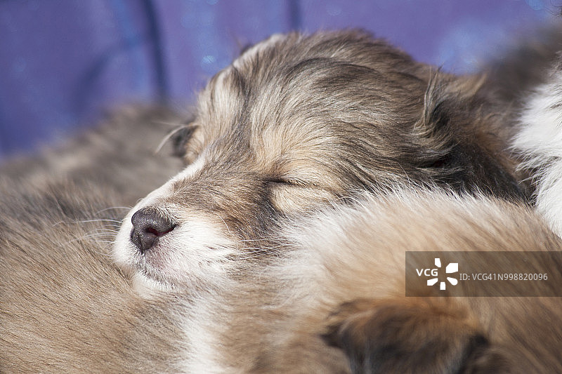 蜷缩在一起睡觉的设得兰牧羊犬幼犬图片素材
