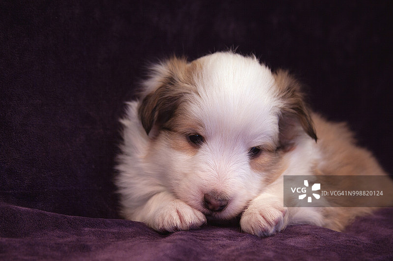 设得兰牧羊犬幼犬咬着纺织品图片素材