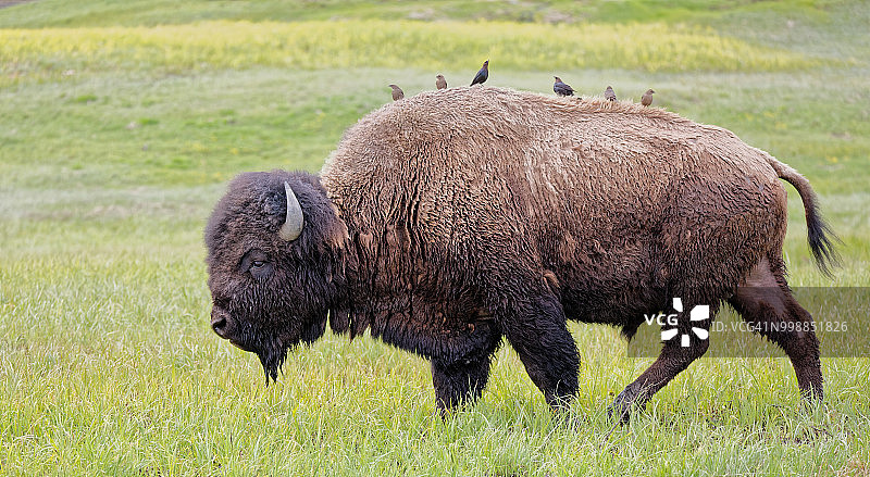 野牛身上的六只棕头牛鹂图片素材