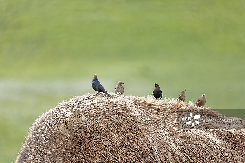 栖息在野牛背上的棕头 Cowbird 鸟图片素材