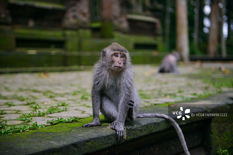 猴子森林图片素材