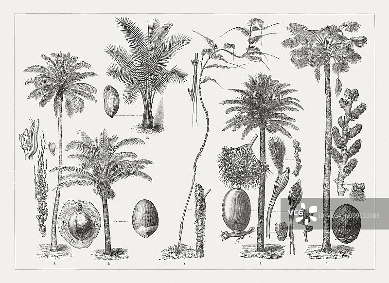 1895年左右出版的多种棕榈树木刻版画图片素材