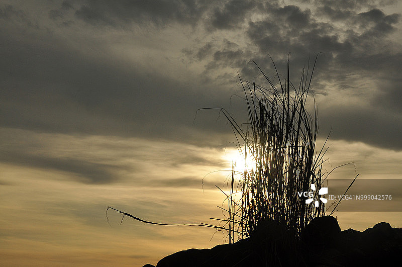 草地剪影图片素材