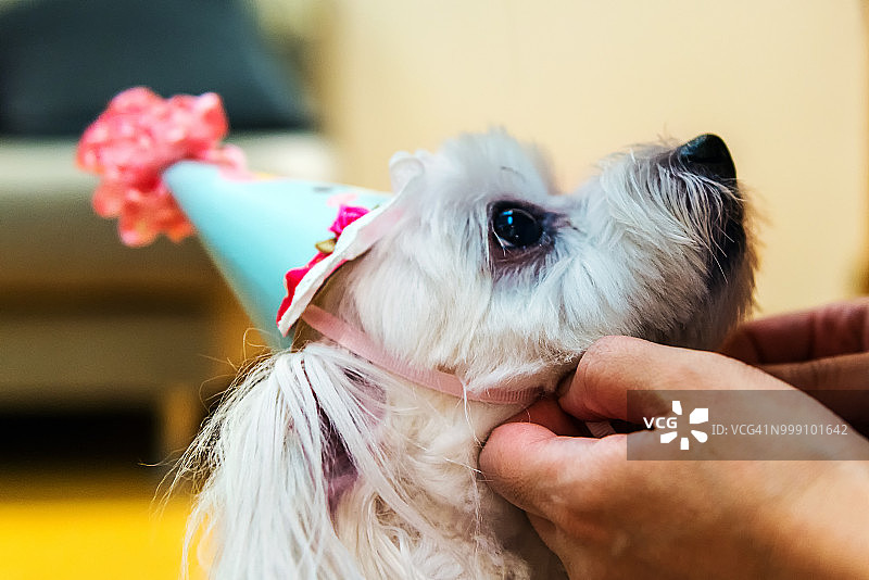 为我的小狗戴着生日派对帽图片素材
