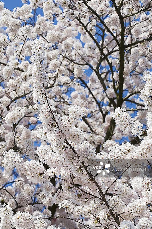 盛开的日本樱花，德国北莱茵-威斯特法伦州多特蒙德图片素材